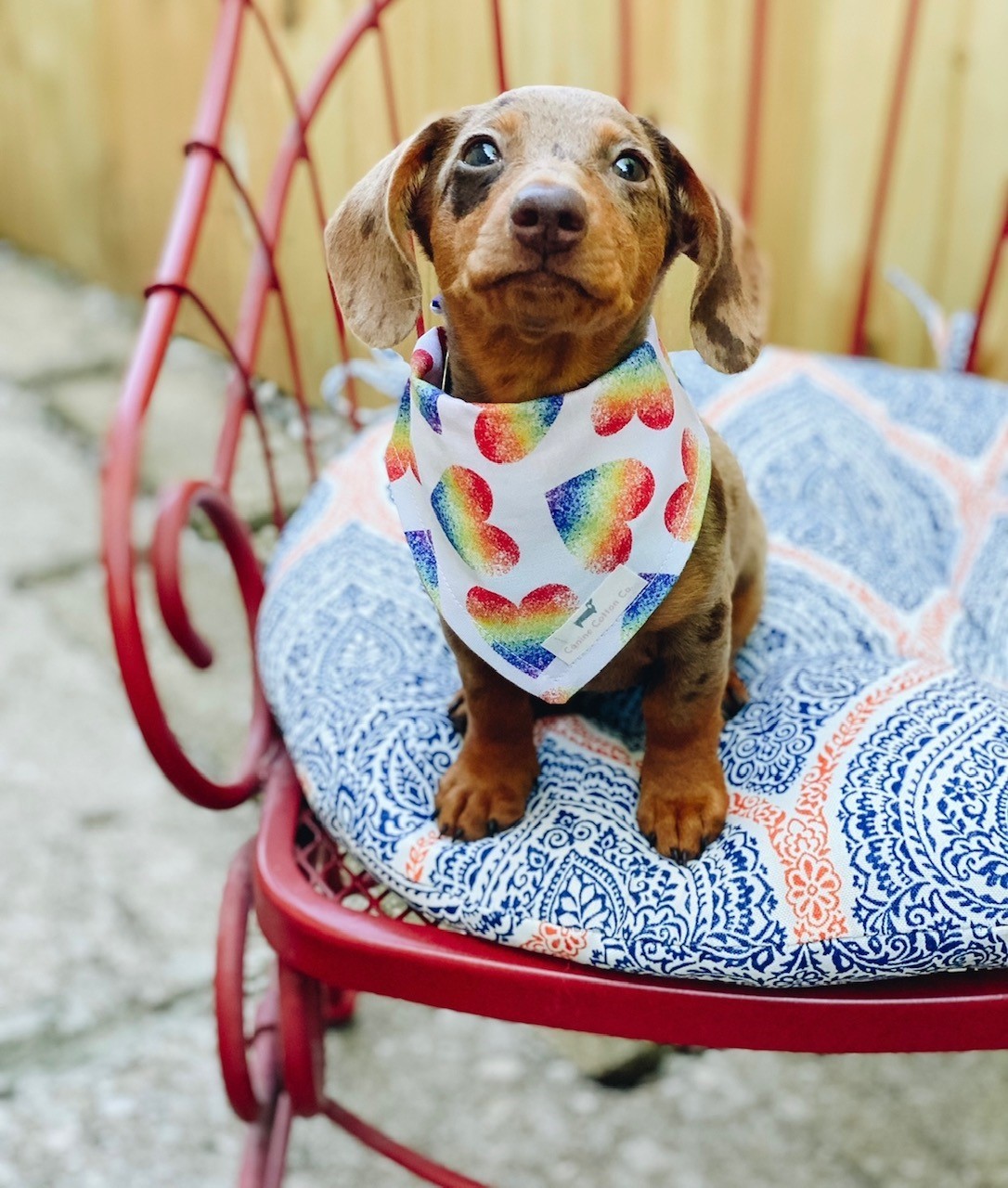 Kansas City Chiefs Reversible Bandana – Canine Cotton Co.