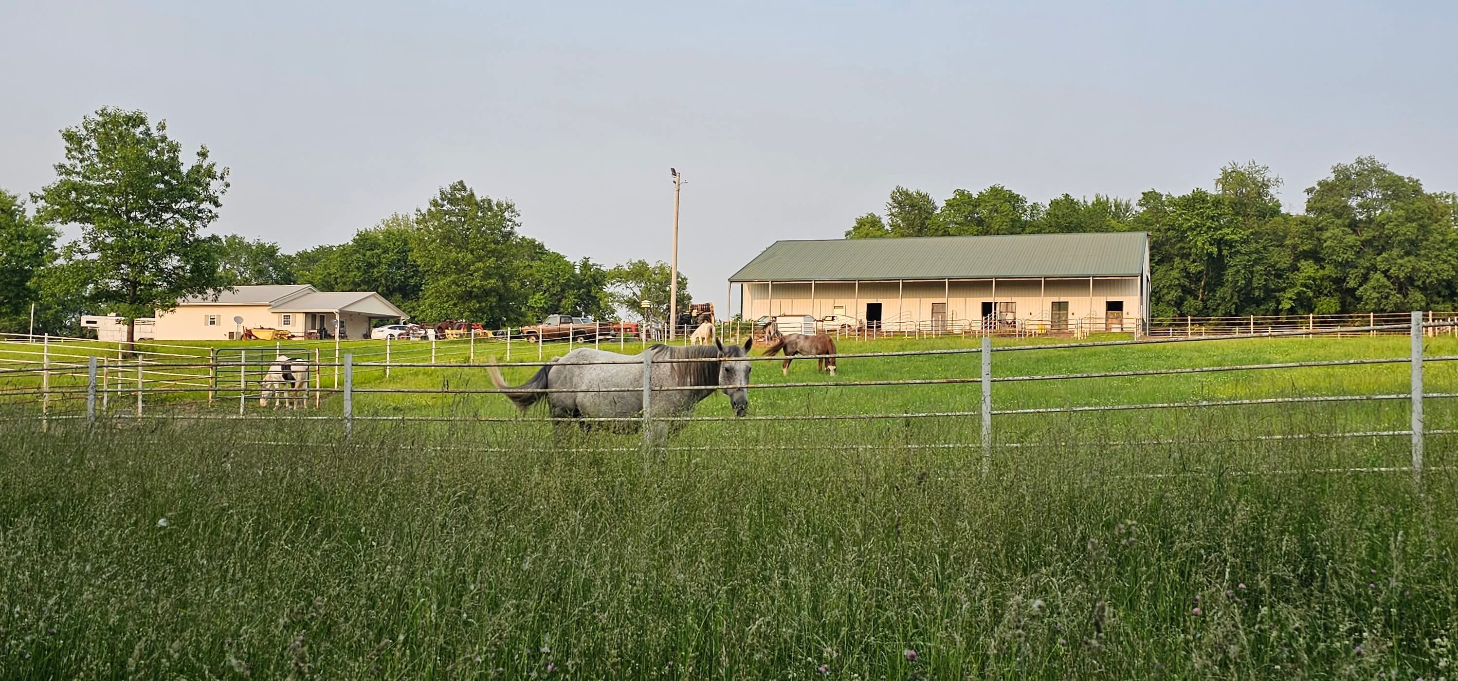 Fenced pasture with horses, a building, and trees in the background.