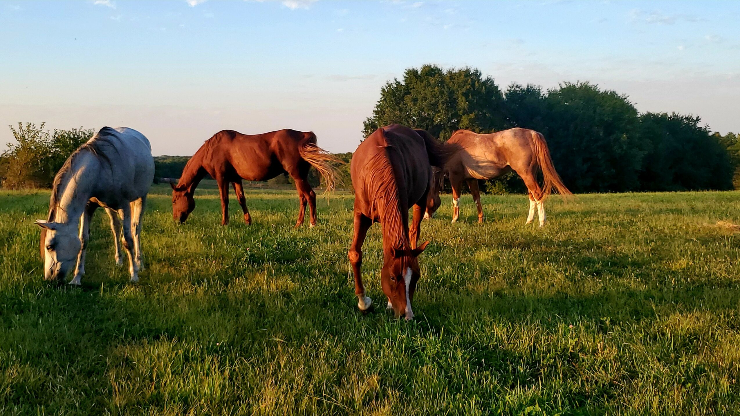 Four horses grazing in a grassy field with trees in the background under a clear sky.