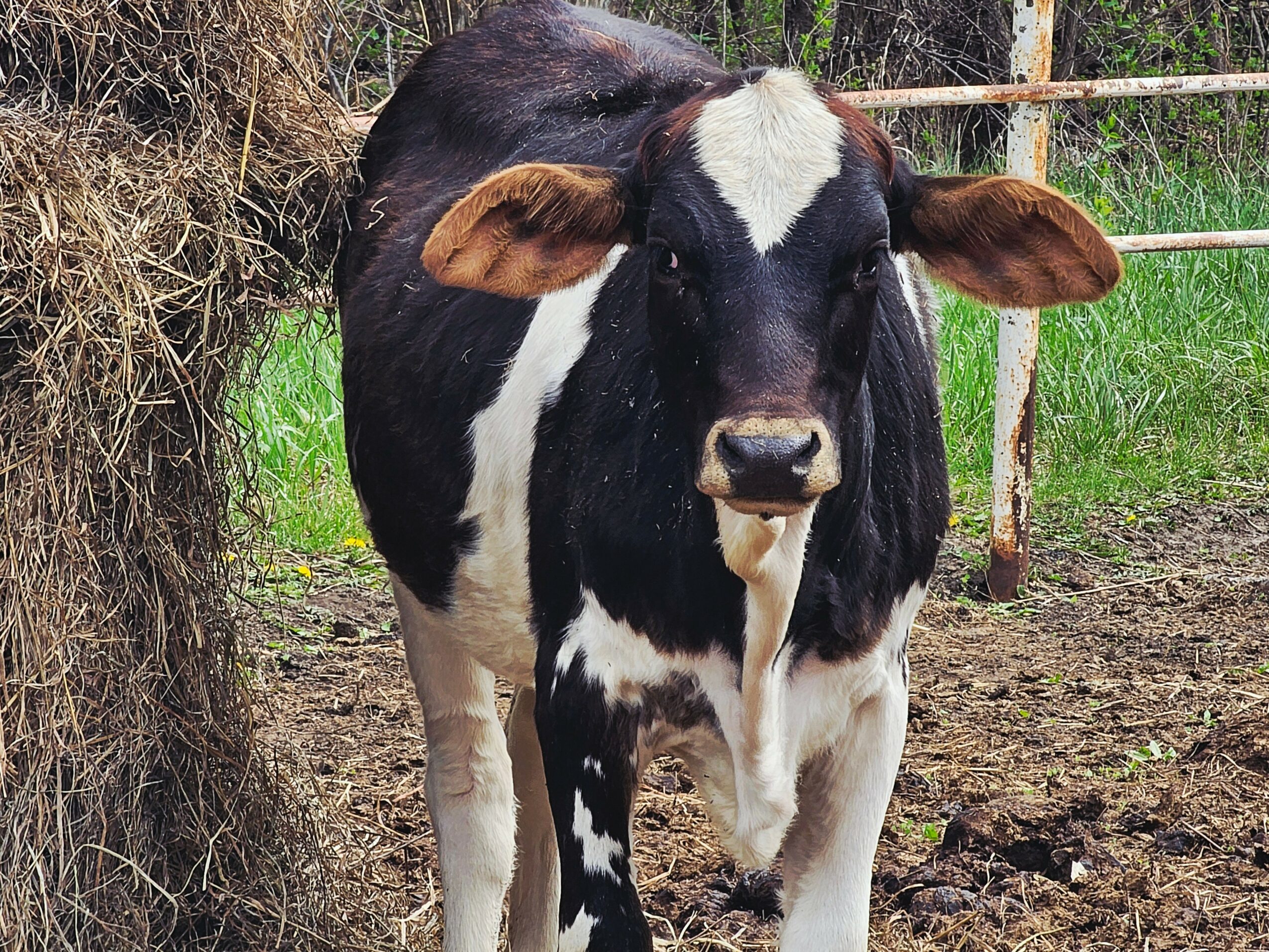 Black and white calf standing outdoors near a tree and a wooden fence.