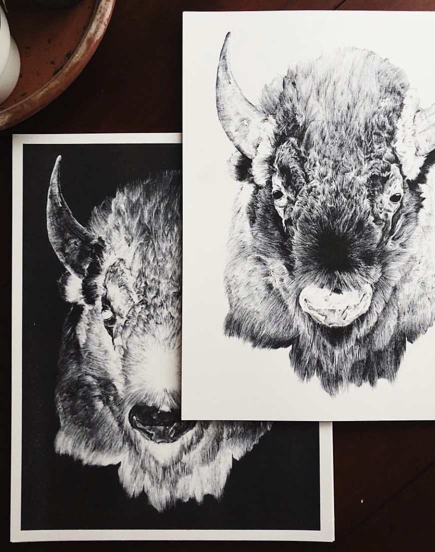 Two detailed pencil sketches of a bison's face, one on white paper and one on black background.