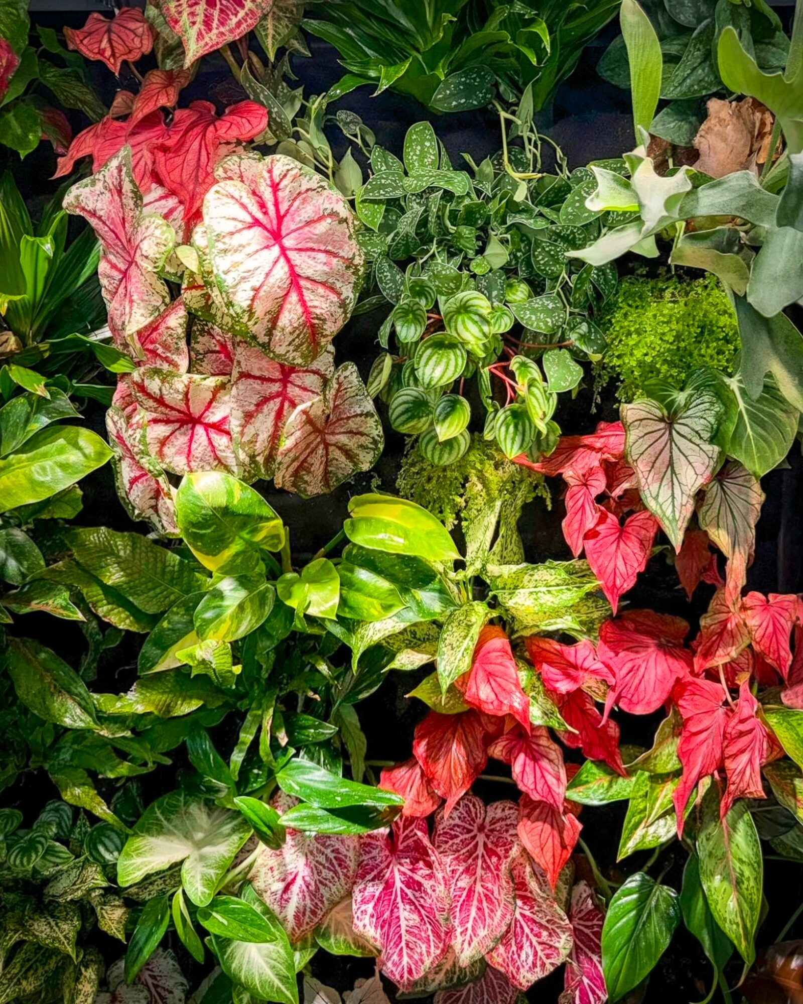 Various green, pink, and white patterned leaves of different plant species densely packed together.