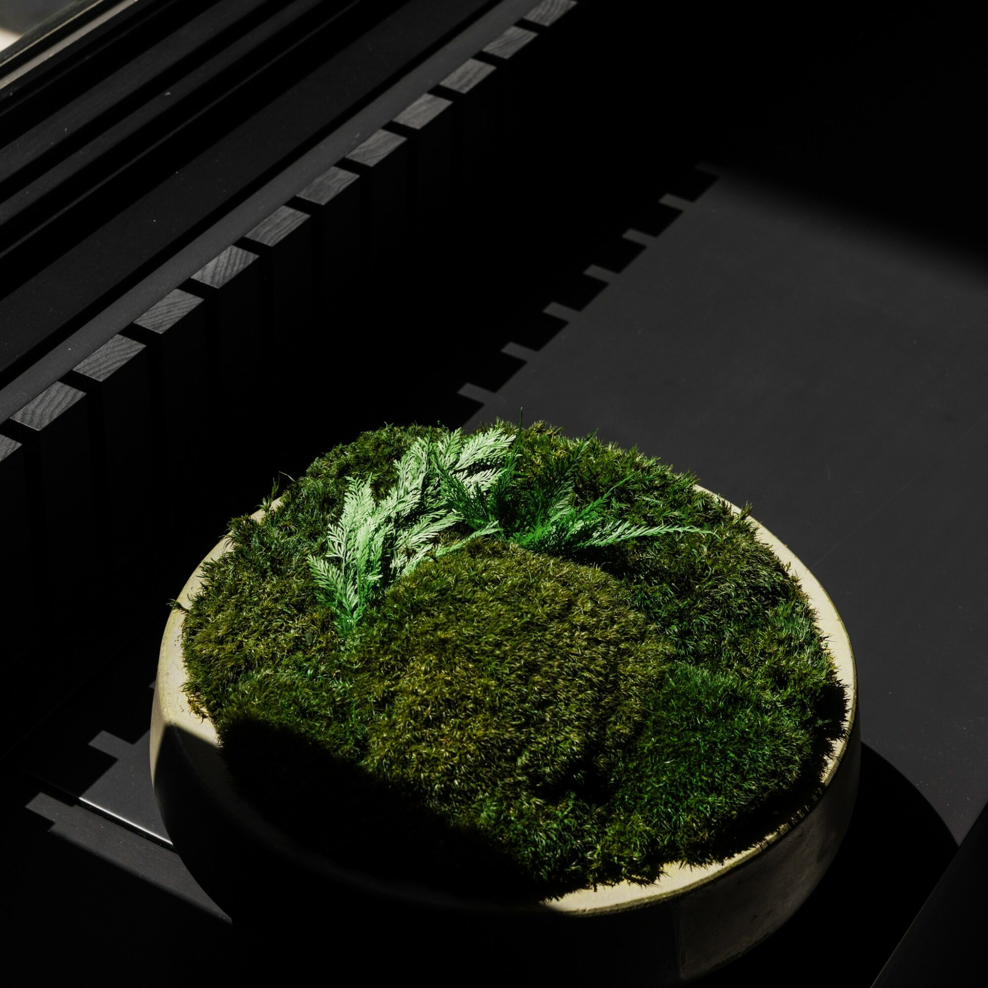 Round planter with various green mosses and plants, placed on a dark surface, partially illuminated.