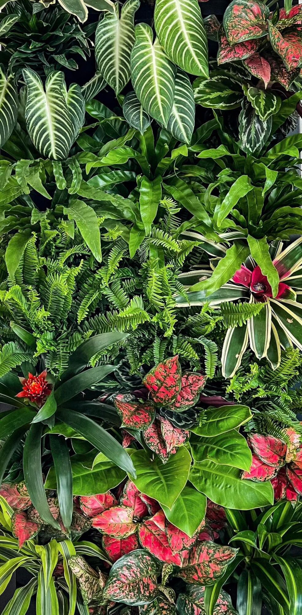 Various tropical plants with green, red, and pink leaves, dense foliage, and different leaf shapes.