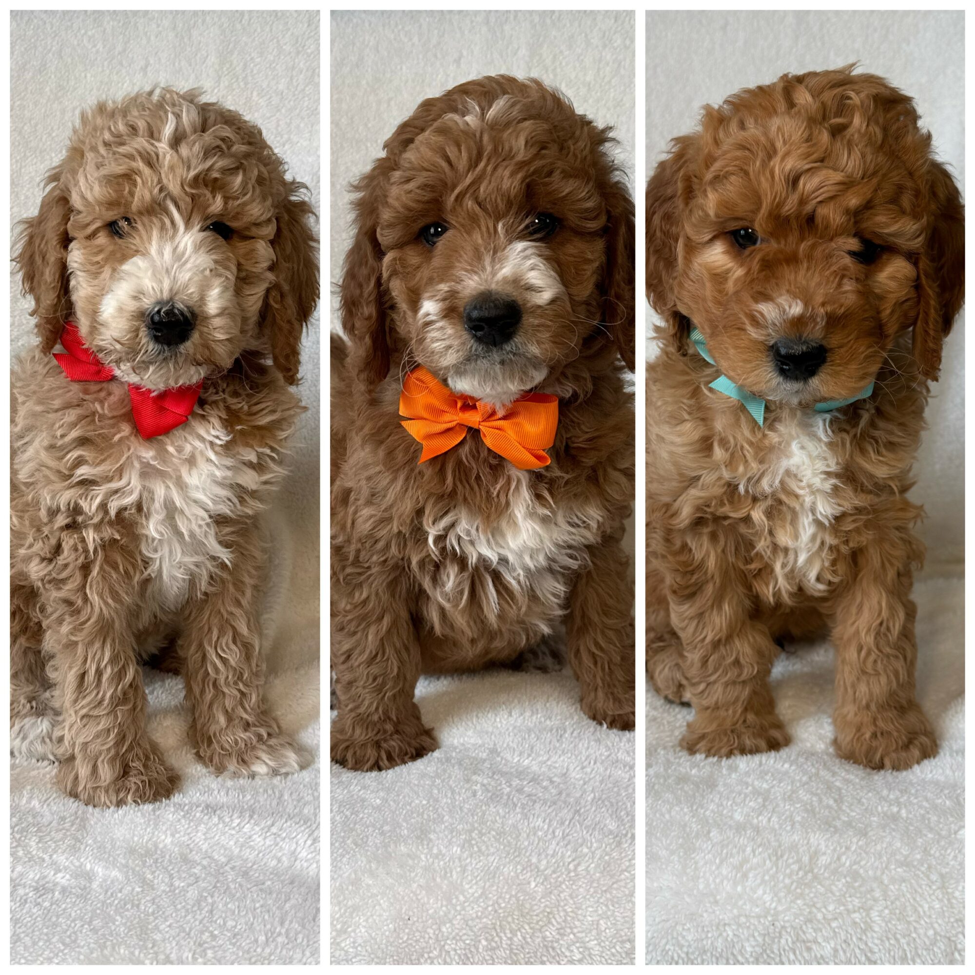 Three puppies with curly fur, each wearing a colorful bow tie, standing on a white surface against a light background.