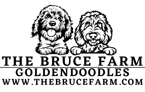 Two cartoon-style dogs with floppy ears and smiling faces, above text about The Bruce Farm Golden Doodles, website included.