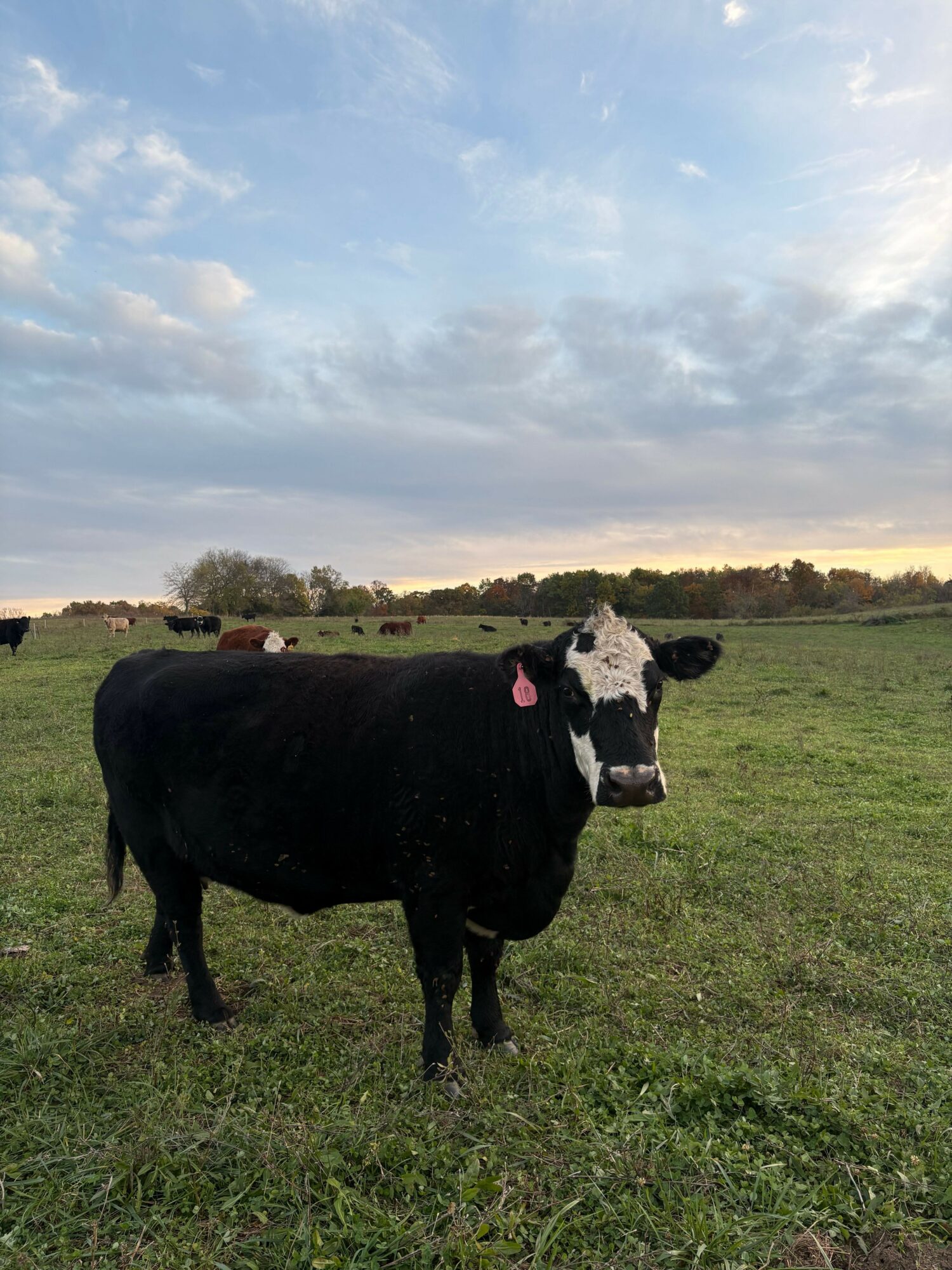 A black and white cow standing on green grass with a cloudy sky in the background.