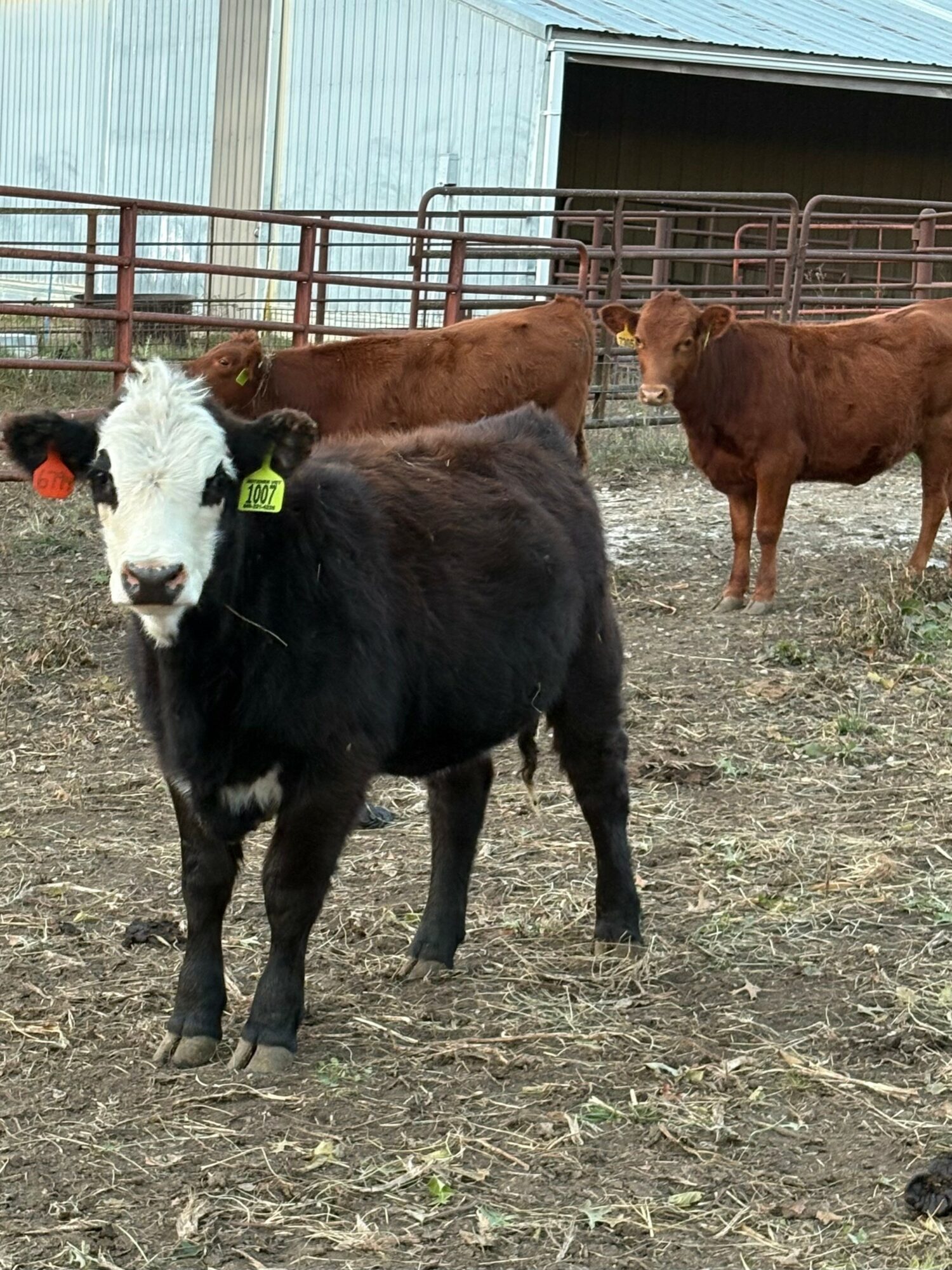 Black and white calf with a yellow ear tag standing on dirt ground near a metal fence, with brown cows in the background.