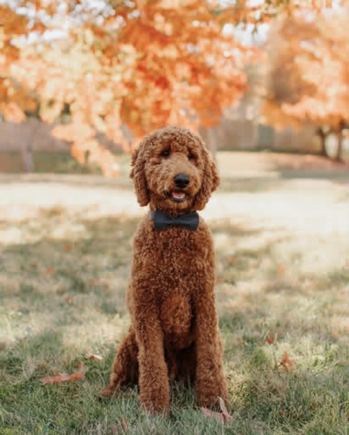 Brown curly-haired dog sitting on grass with autumn trees in background, wearing a dark collar.