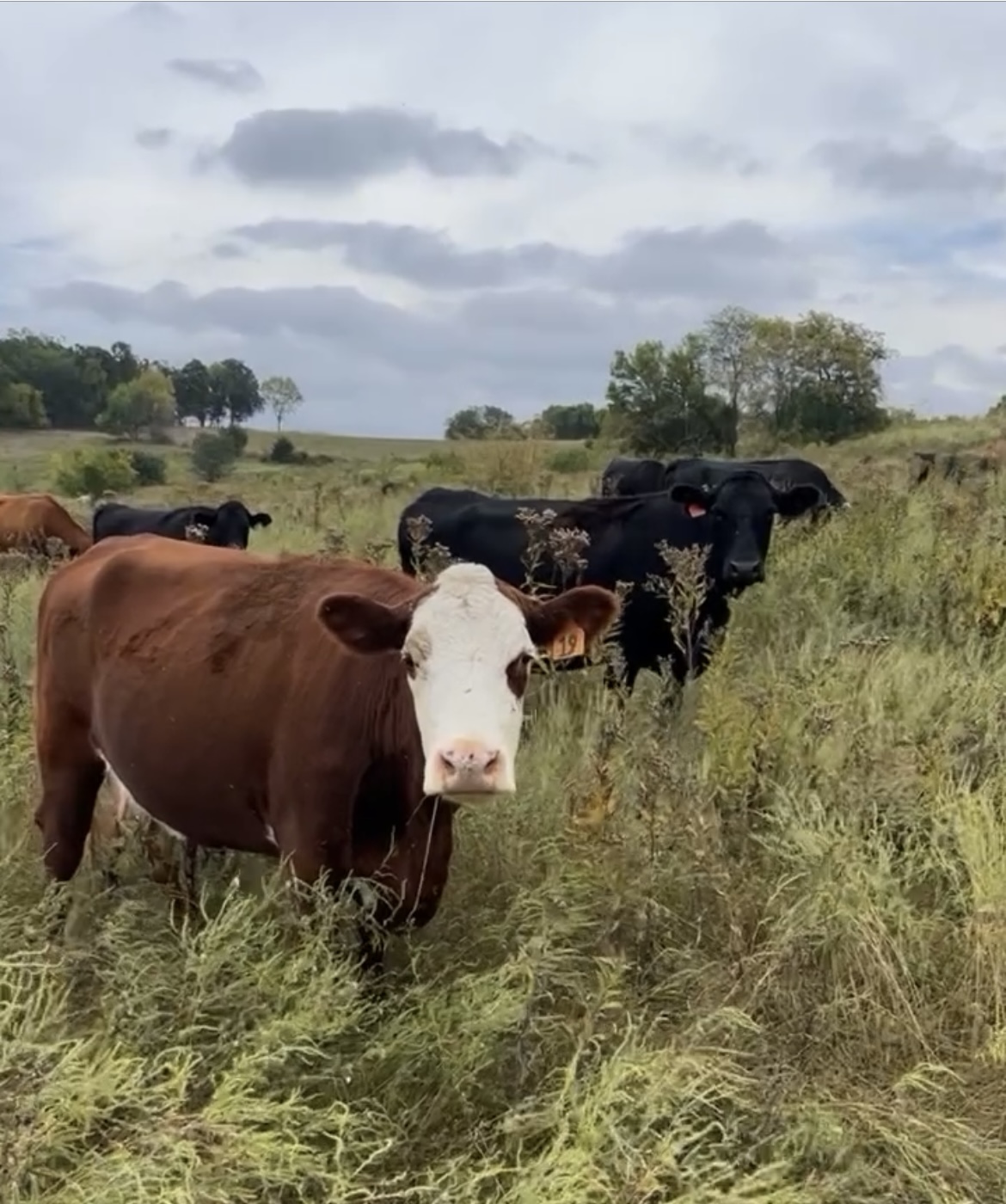 Brown and white cow in grassy field with other cows and trees in background under cloudy sky.