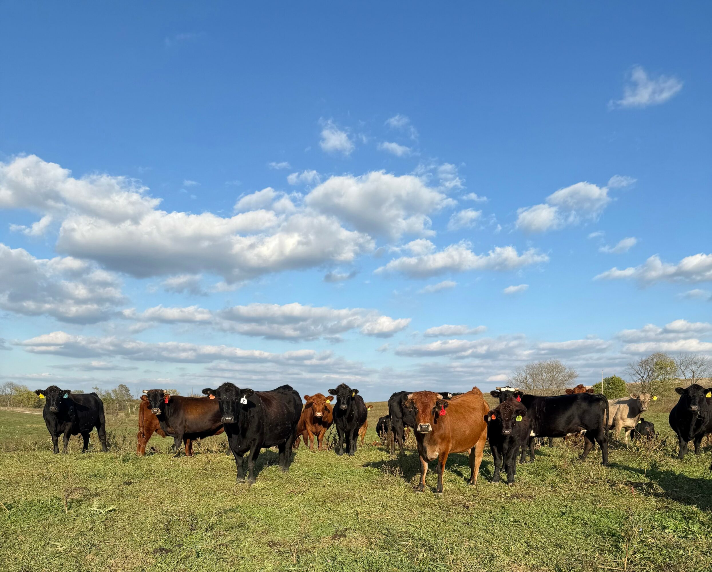 Group of cows grazing on a grassy field under a blue sky with scattered clouds.