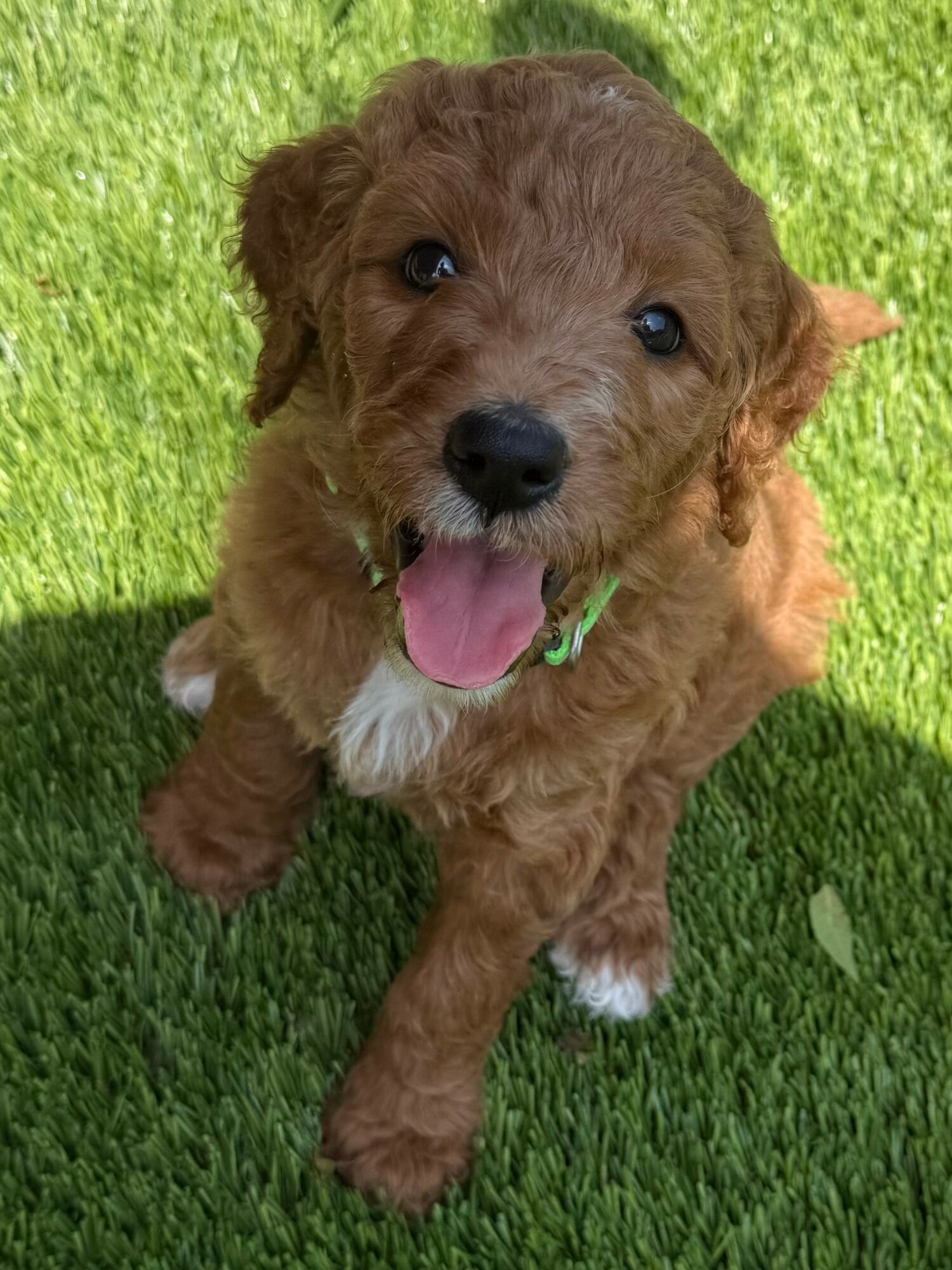 Cute brown puppy with a pink tongue sitting on green grass, looking up at the camera.