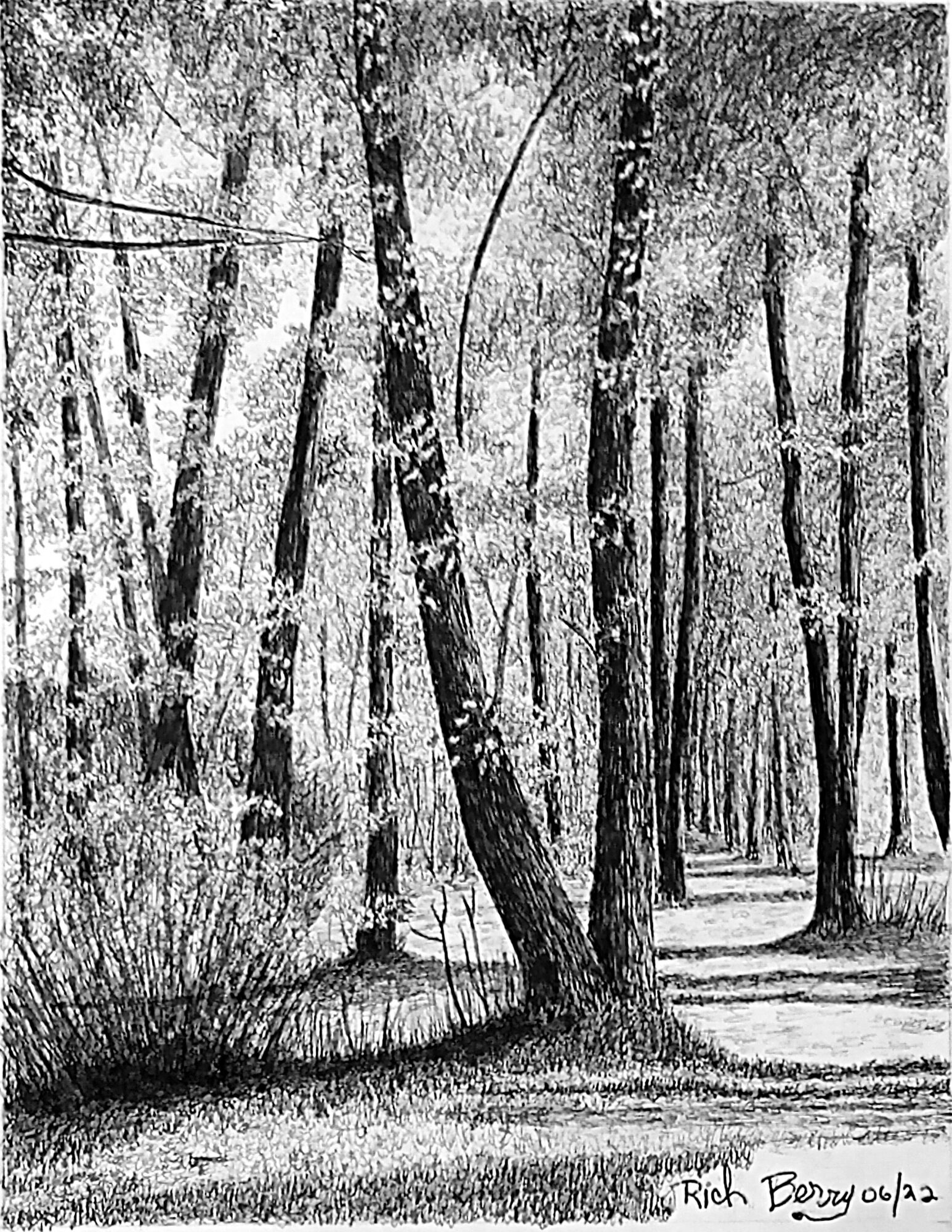 Black and white photo of a forest with tall trees and a path, sunlight filtering through leaves.