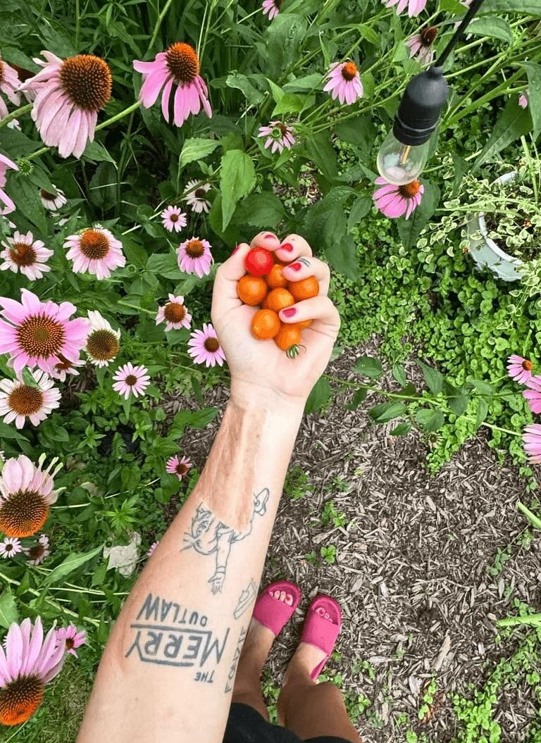 Person holding small orange and pink tomatoes in a garden with pink coneflowers and greenery, wearing pink shoes and a tattooed arm.