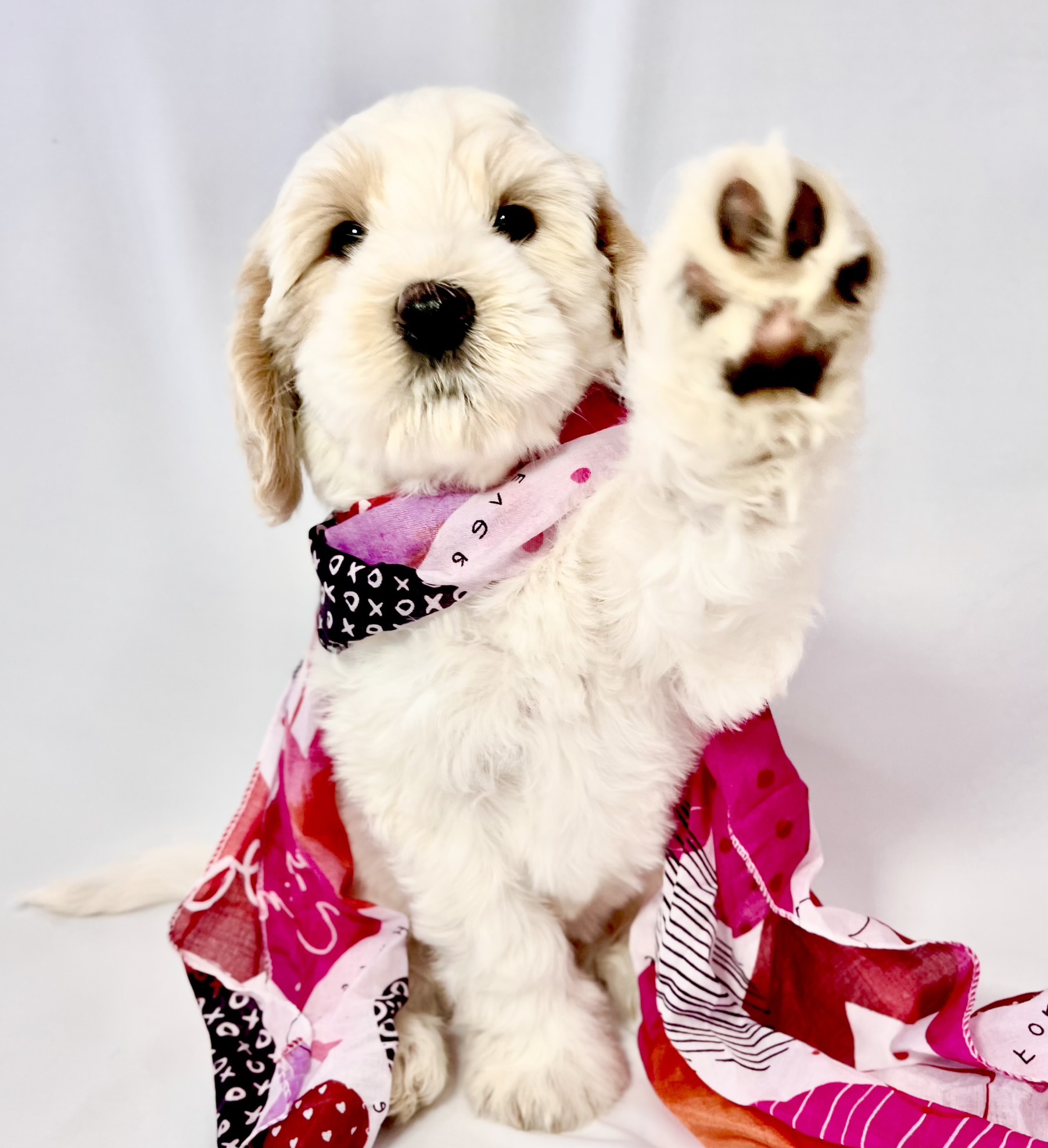Cute puppy with a raised paw, wearing a pink and black bandana, standing against a light background.