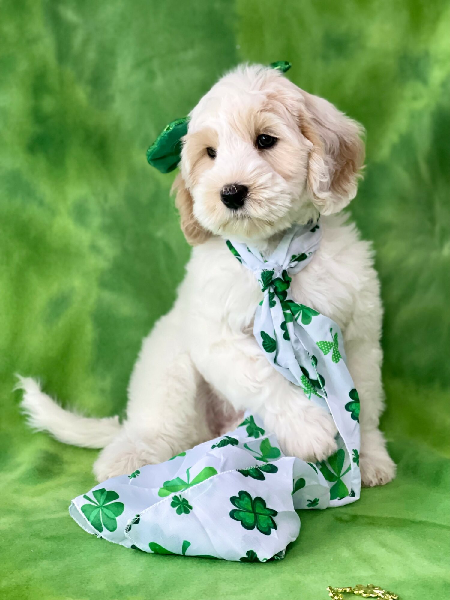 Cute puppy with a green shamrock-patterned bandana sitting on green background.