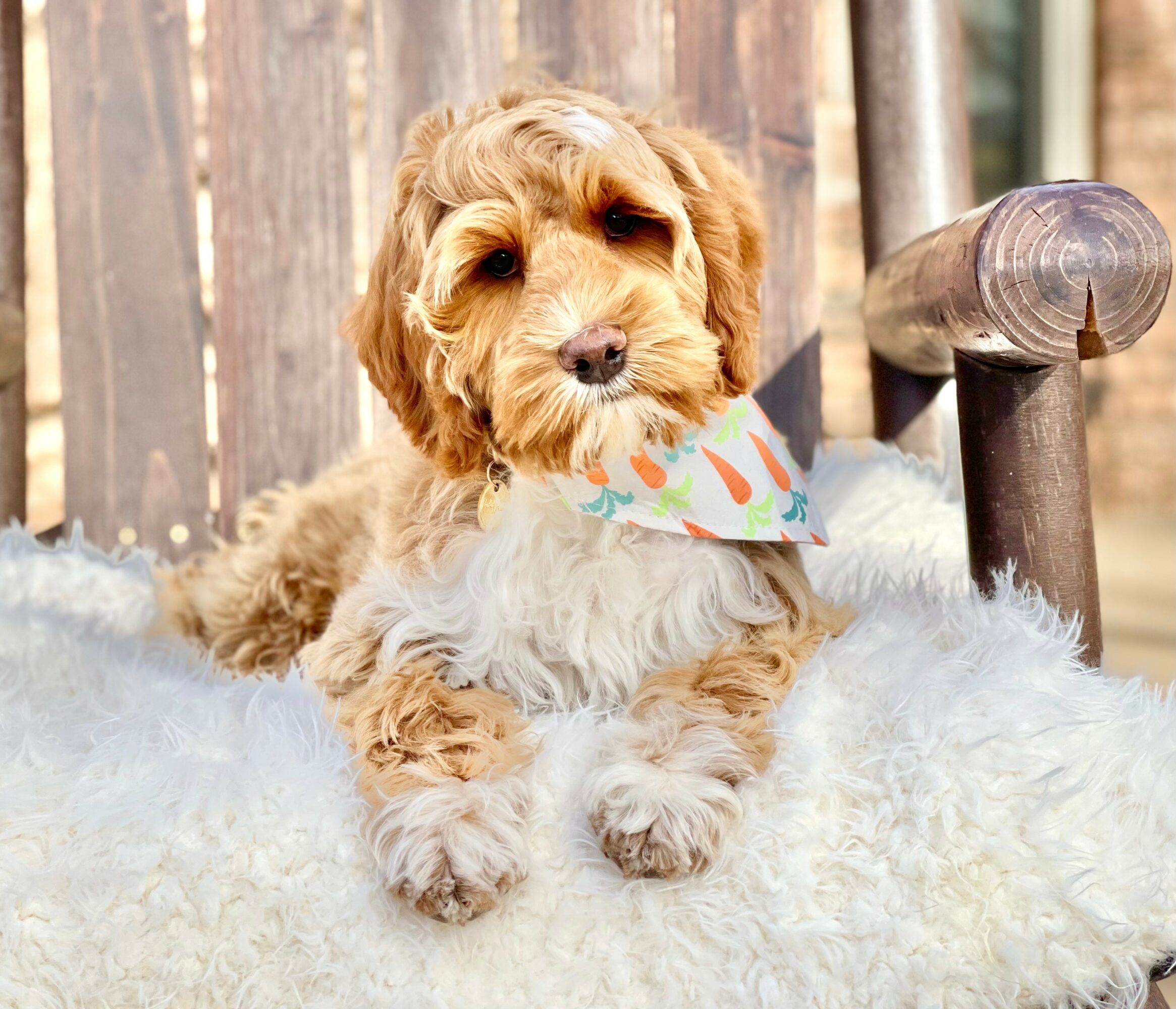 Cute puppy with a colorful bandana lying on a fluffy surface outdoors, wooden fence in background.