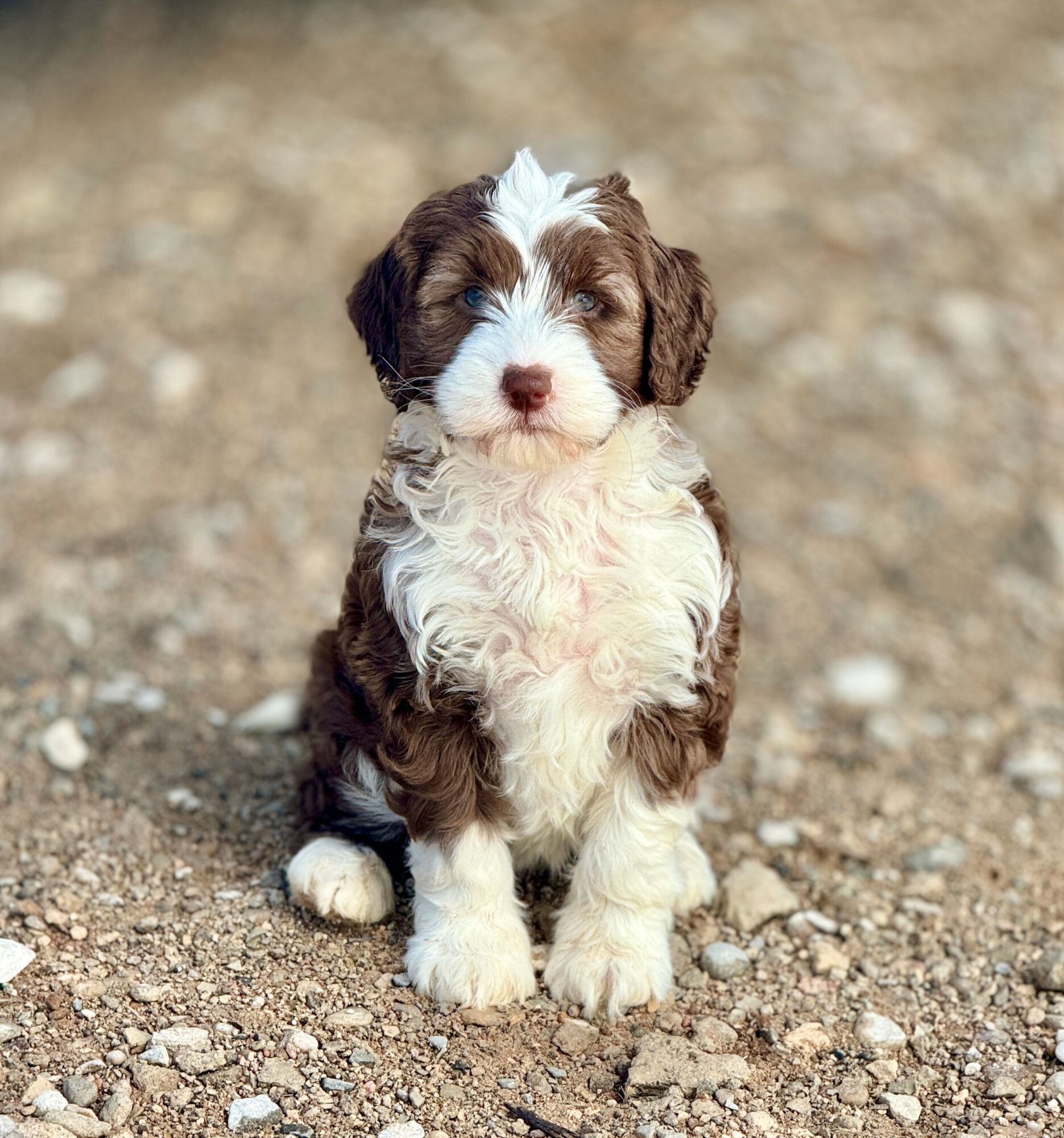 Small brown and white puppy sitting on gravel ground, looking at the camera with a curious expression.