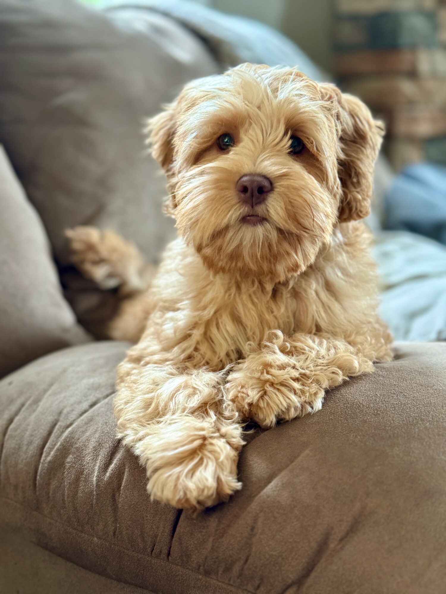 Cute light brown puppy with curly fur resting on a gray couch, looking at the camera.