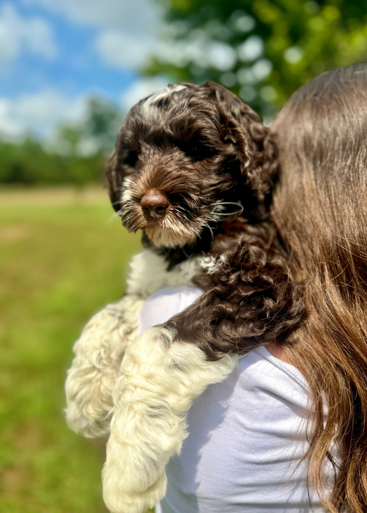 Person holding a small, curly-haired puppy outdoors with green trees and blue sky in background.