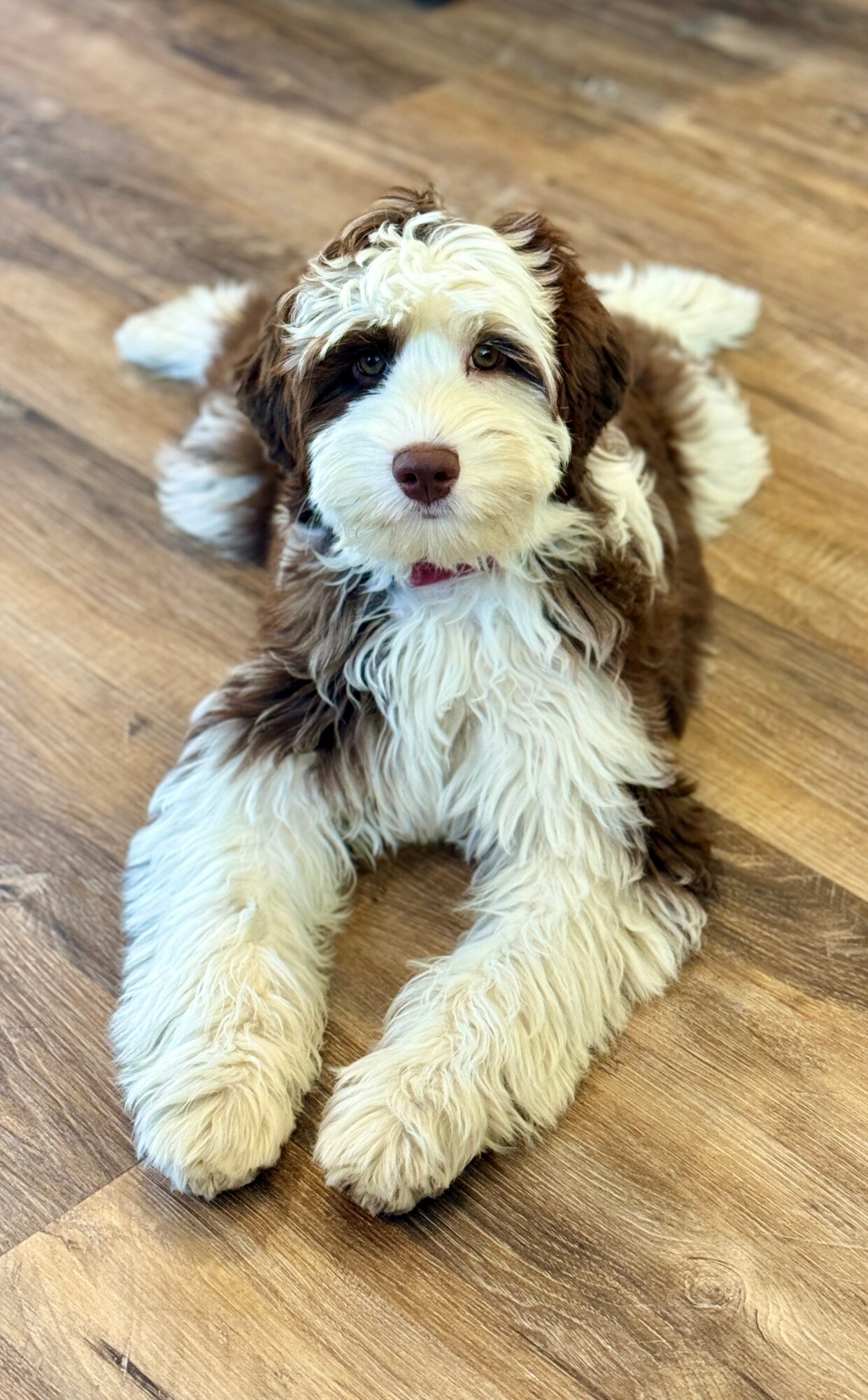 Cute puppy with fluffy fur lying on a wooden floor, looking at the camera.
