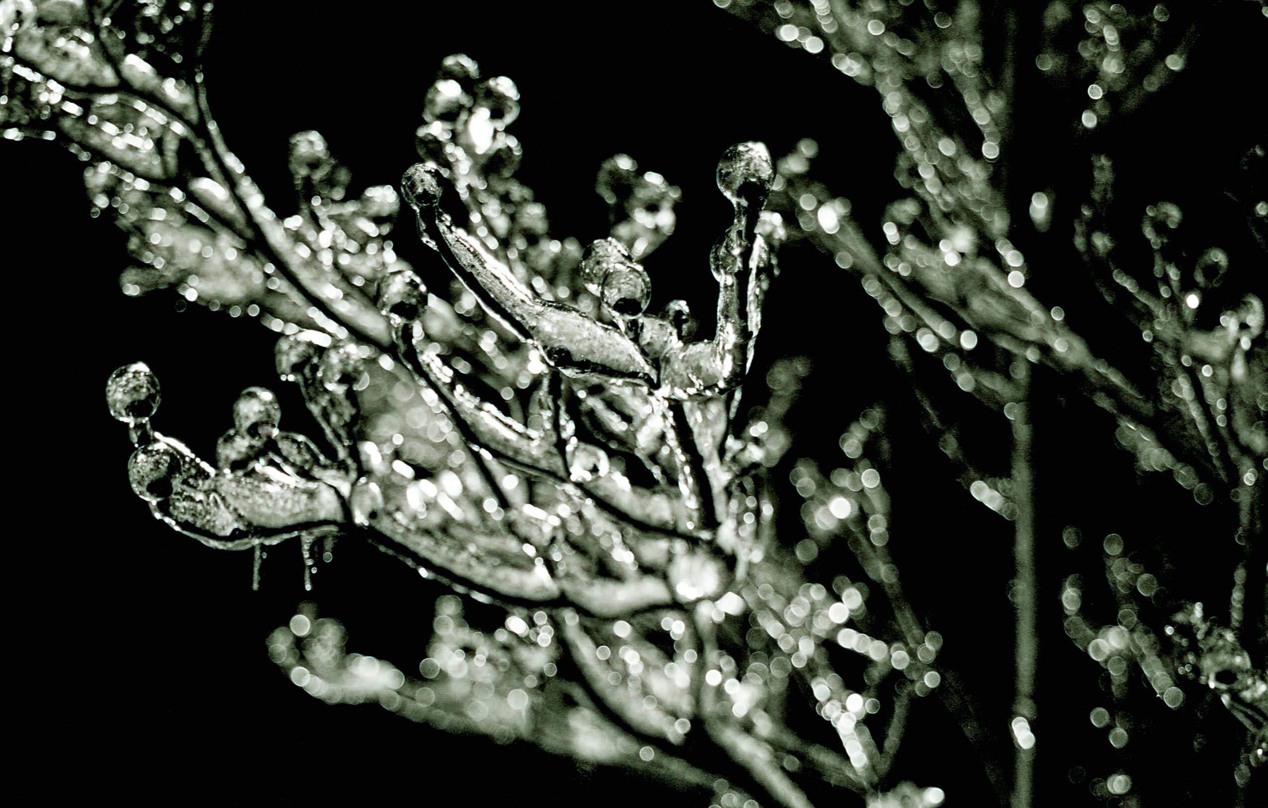 Close-up of a plant with water droplets on its branches and buds, black background, high contrast.