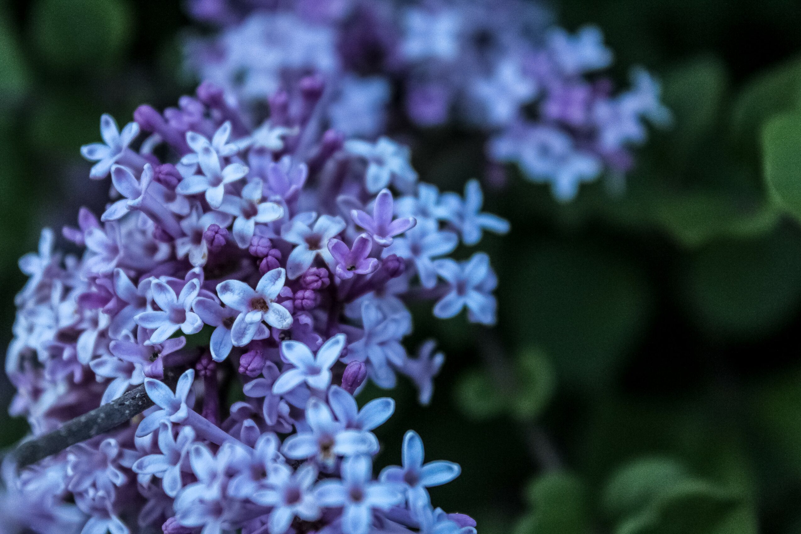 Cluster of purple and light blue flowers with green leaves in background.