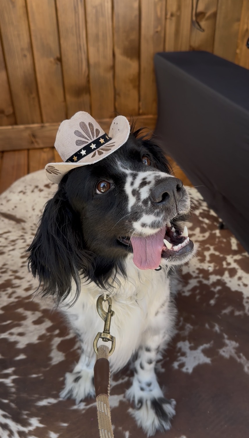 Dog wearing a small cowboy hat, sitting on a patterned rug indoors, with wooden wall and black furniture in background.