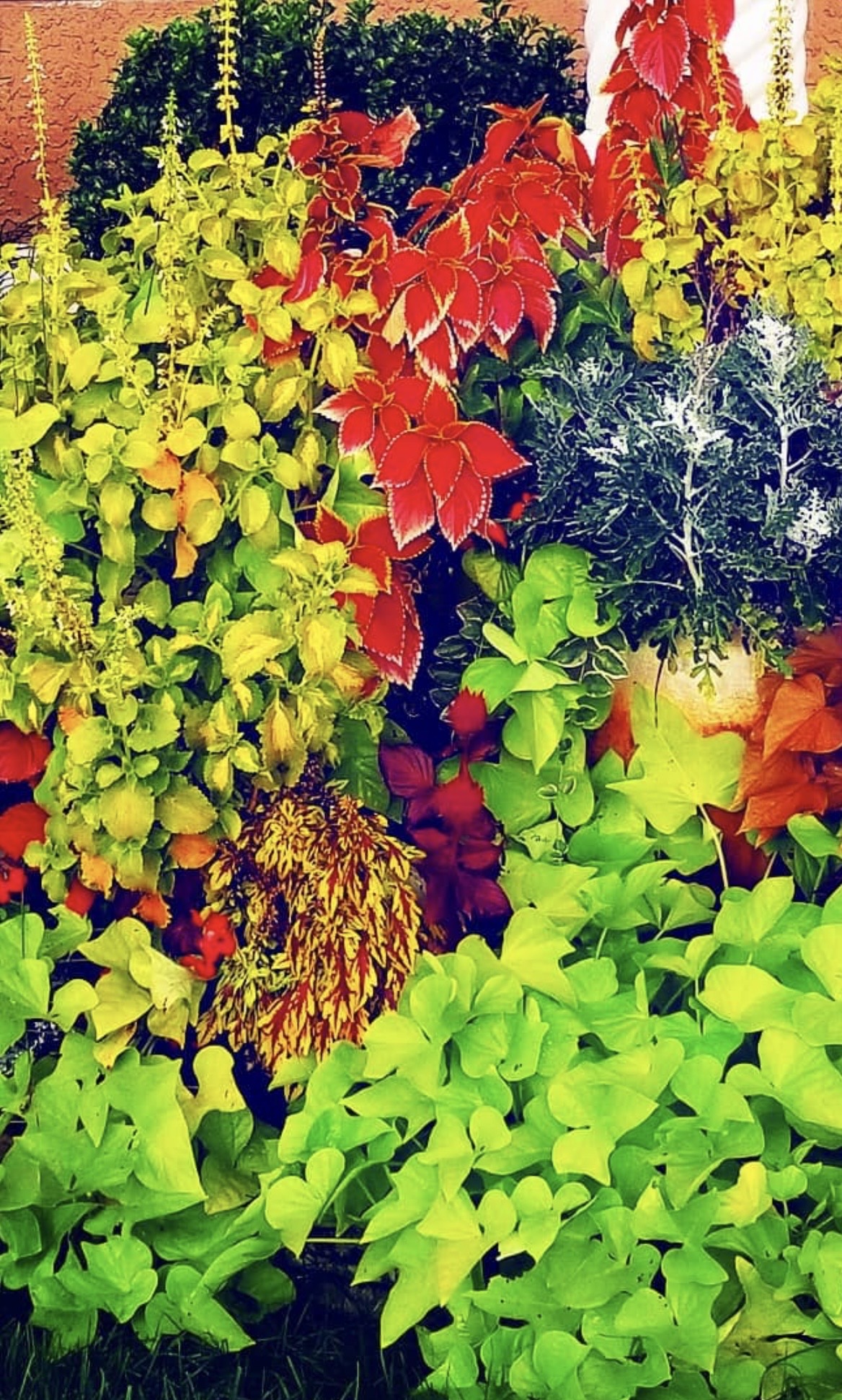 Colorful garden with yellow, red, and green plants and flowers, densely packed and vibrant.