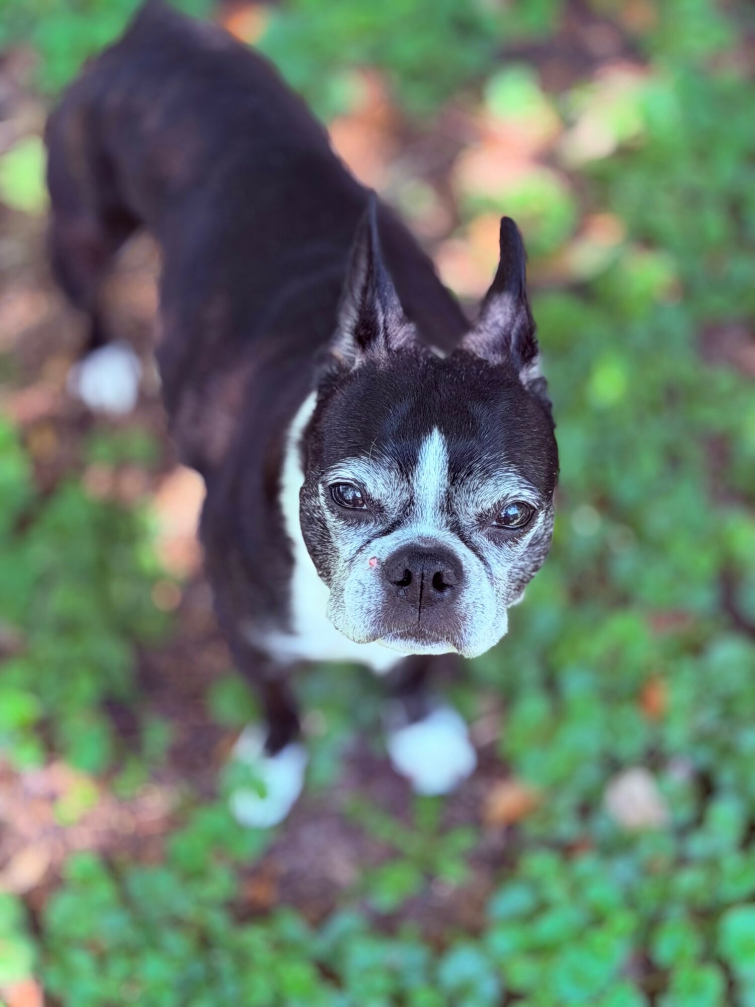 Small black and white dog with pointed ears looking up, surrounded by green grass and fallen leaves