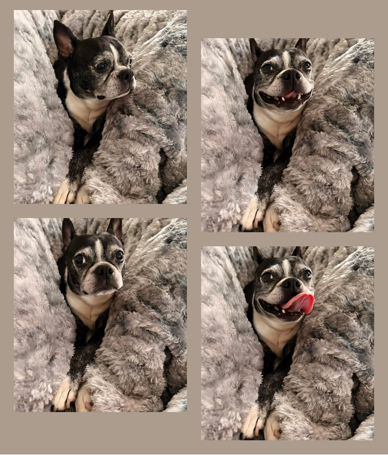 Four images of a small dog with black and white fur, lying on a fluffy gray blanket, showing different facial expressions.