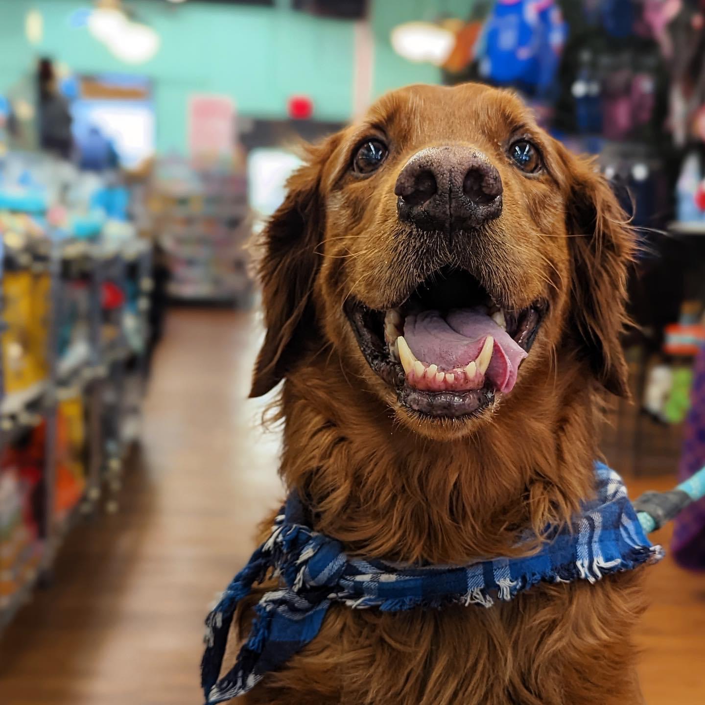 Happy dog with a blue bandana inside a store, shelves with products in the background.