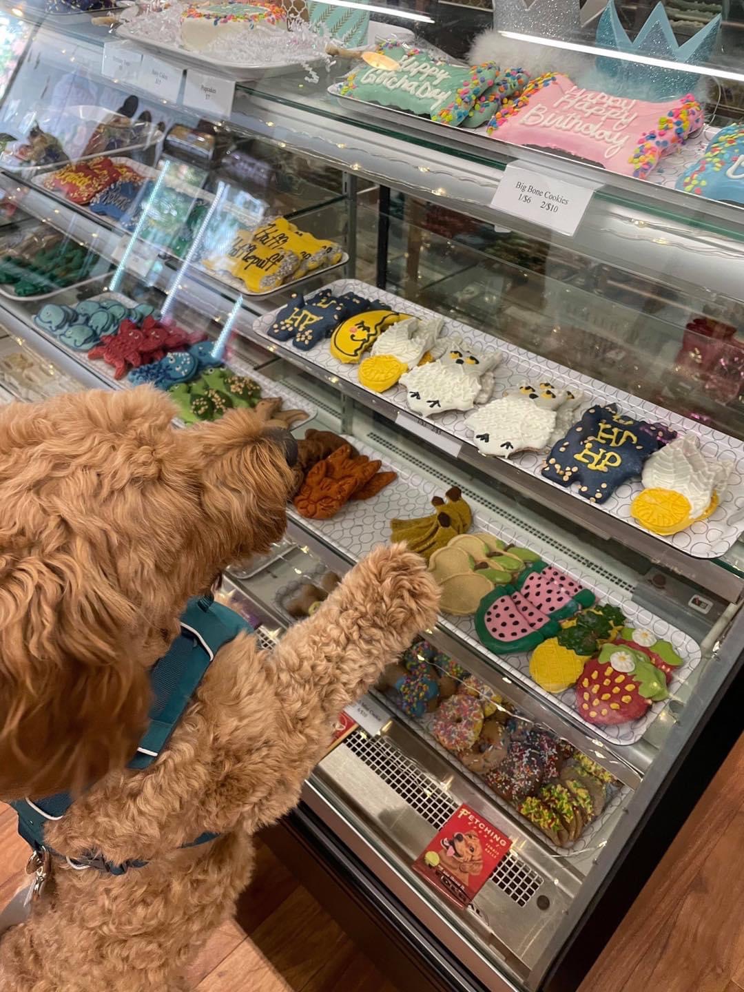 Dog with curly fur reaching into a glass display case of decorated cakes and pastries, with colorful cake toppers and designs.