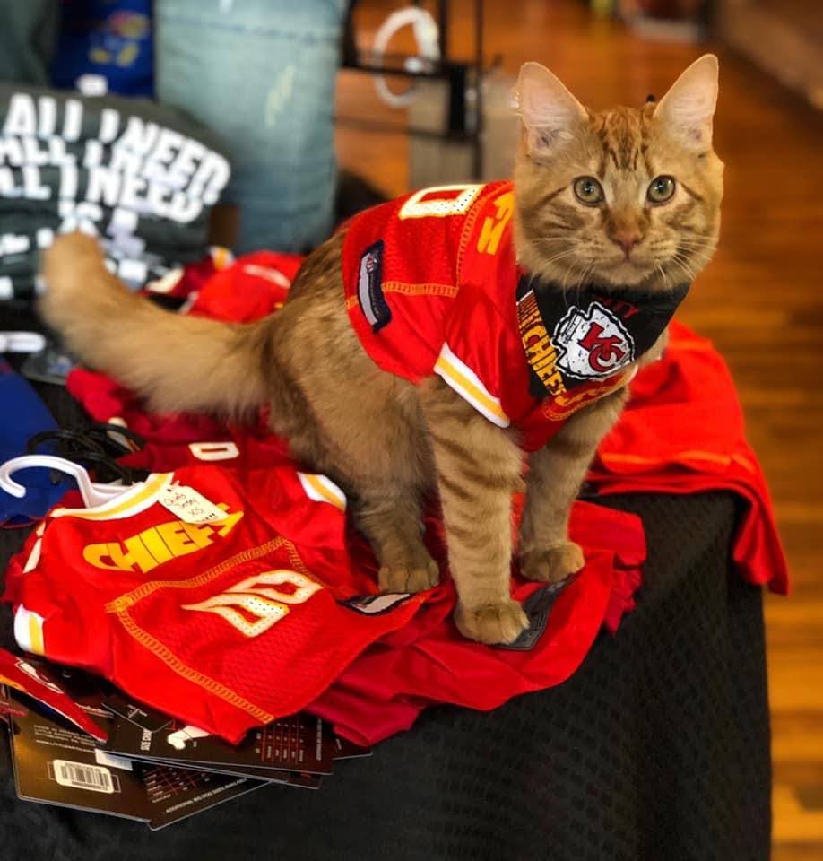 A cat wearing a Kansas City Chiefs jersey and bandana, sitting on red sports apparel on a table.