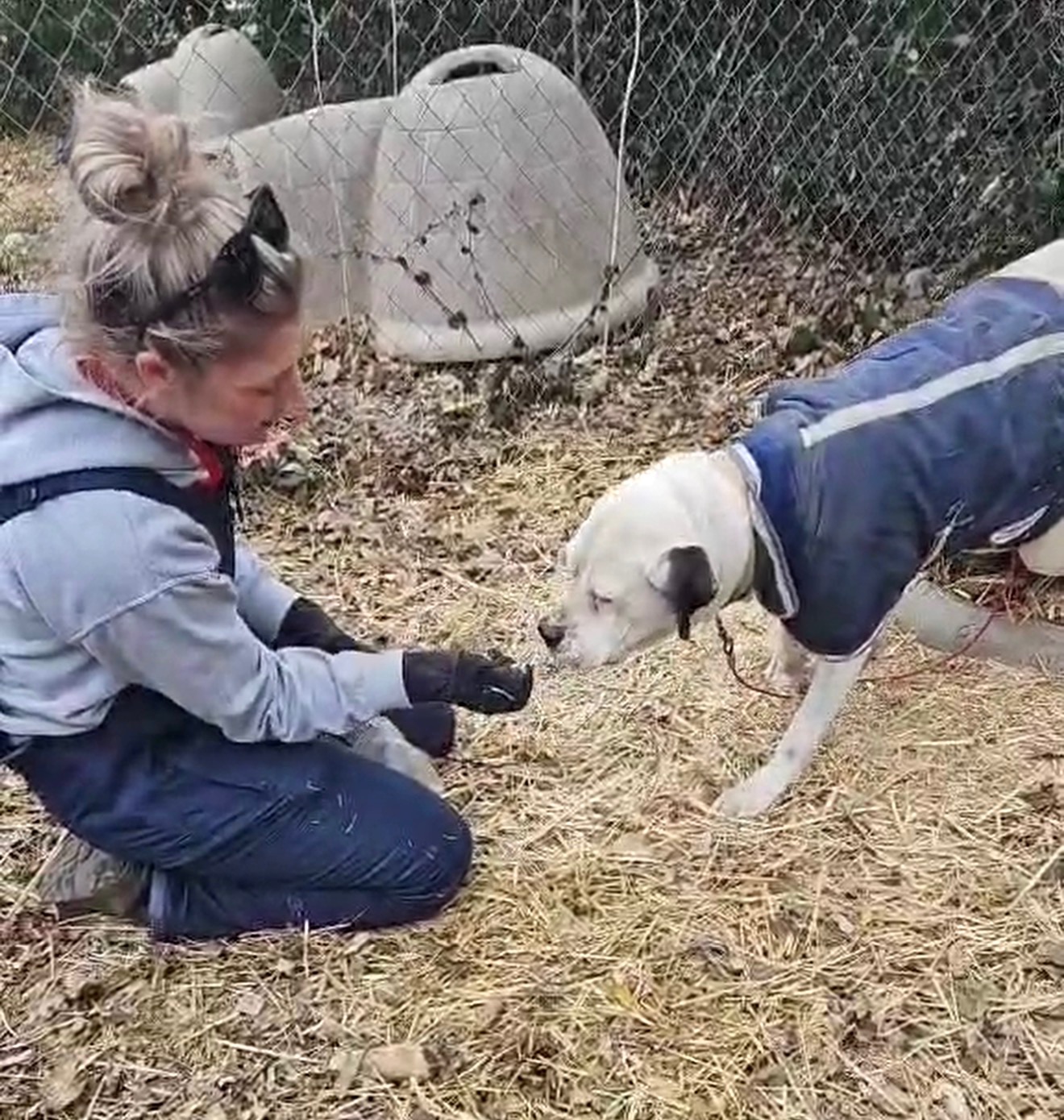 Person crouching down with a dog outdoors, both touching noses, in a fenced area with a large container in the background.