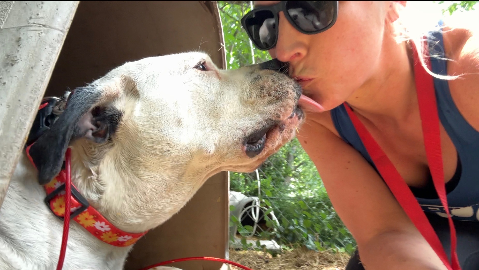 Person with sunglasses and a red lanyard close to a dog outdoors, touching noses, surrounded by green foliage.