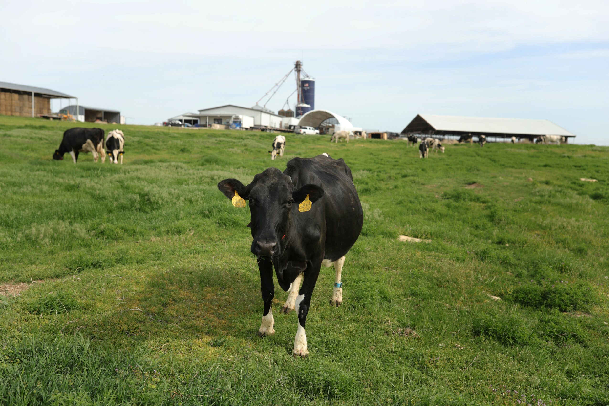 Black and white cow standing in green pasture with other cows and farm buildings in background.