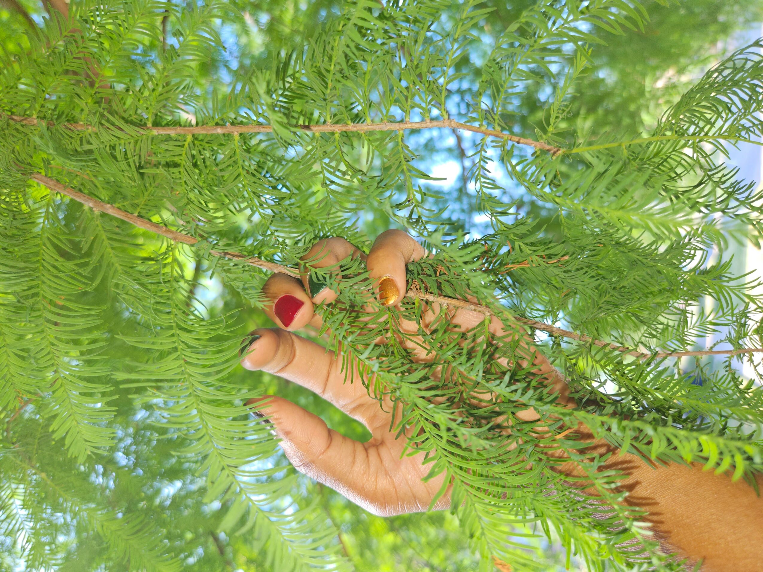 Hand holding a fern branch with green leaves, against a bright sky background.