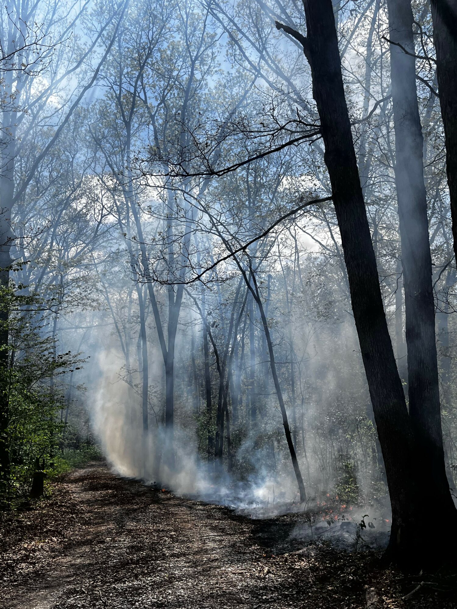 Forest scene with trees and mist, ground covered with leaves and dirt, sunlight filtering through branches.