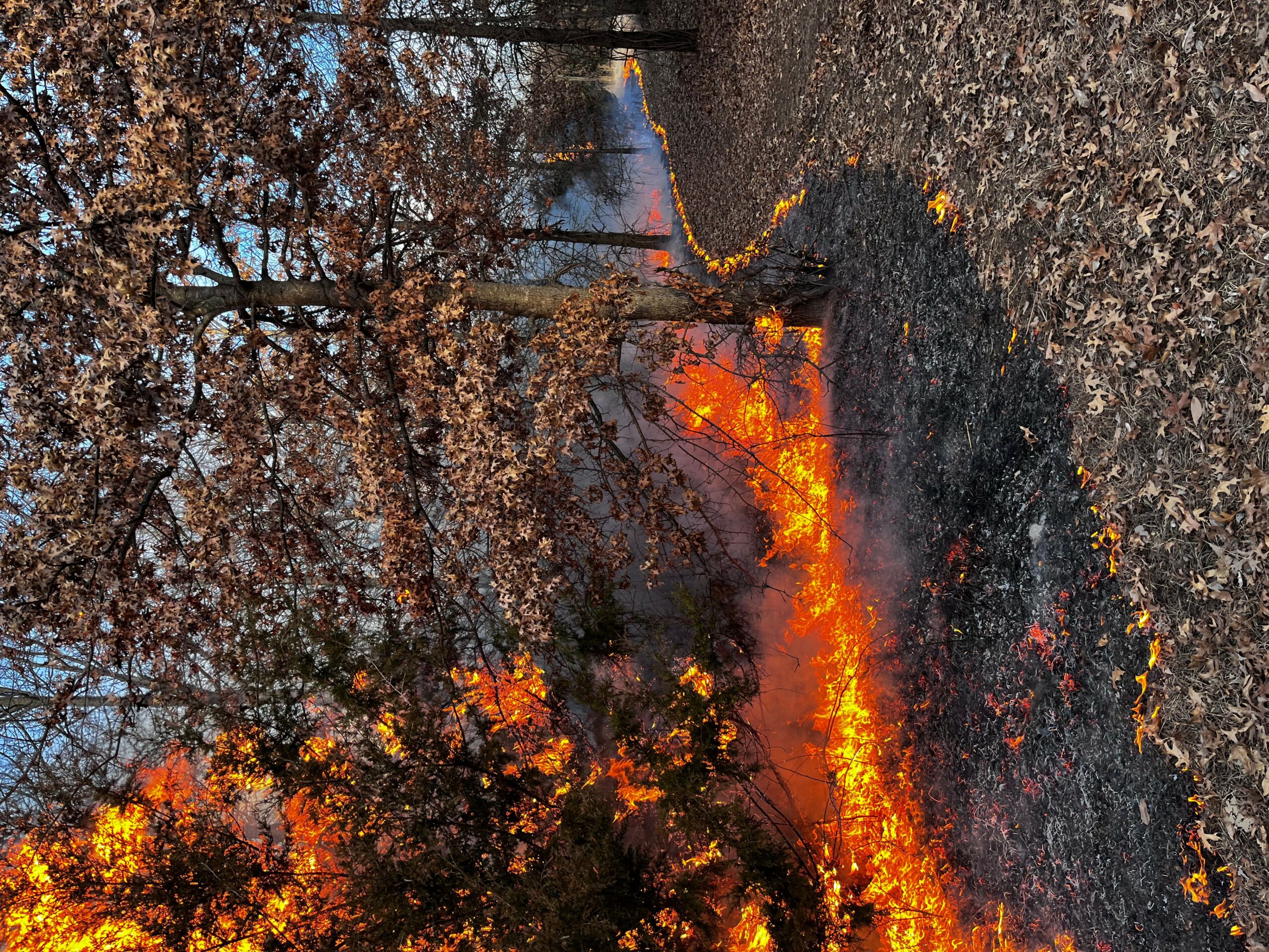Tree with white blossoms next to a burning patch of ground with smoke and flames, in an outdoor setting.