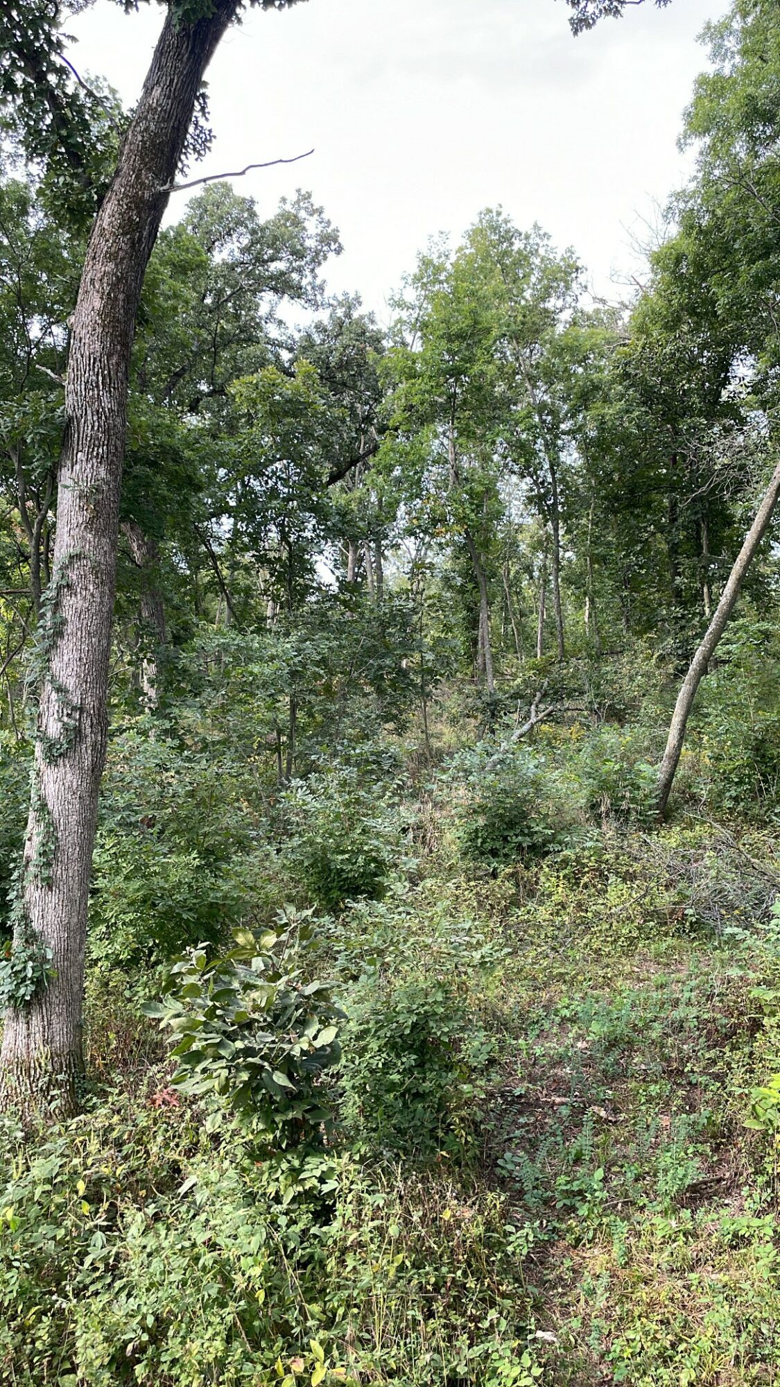 Forest scene with trees, bushes, and greenery, some trees leaning, under a cloudy sky.