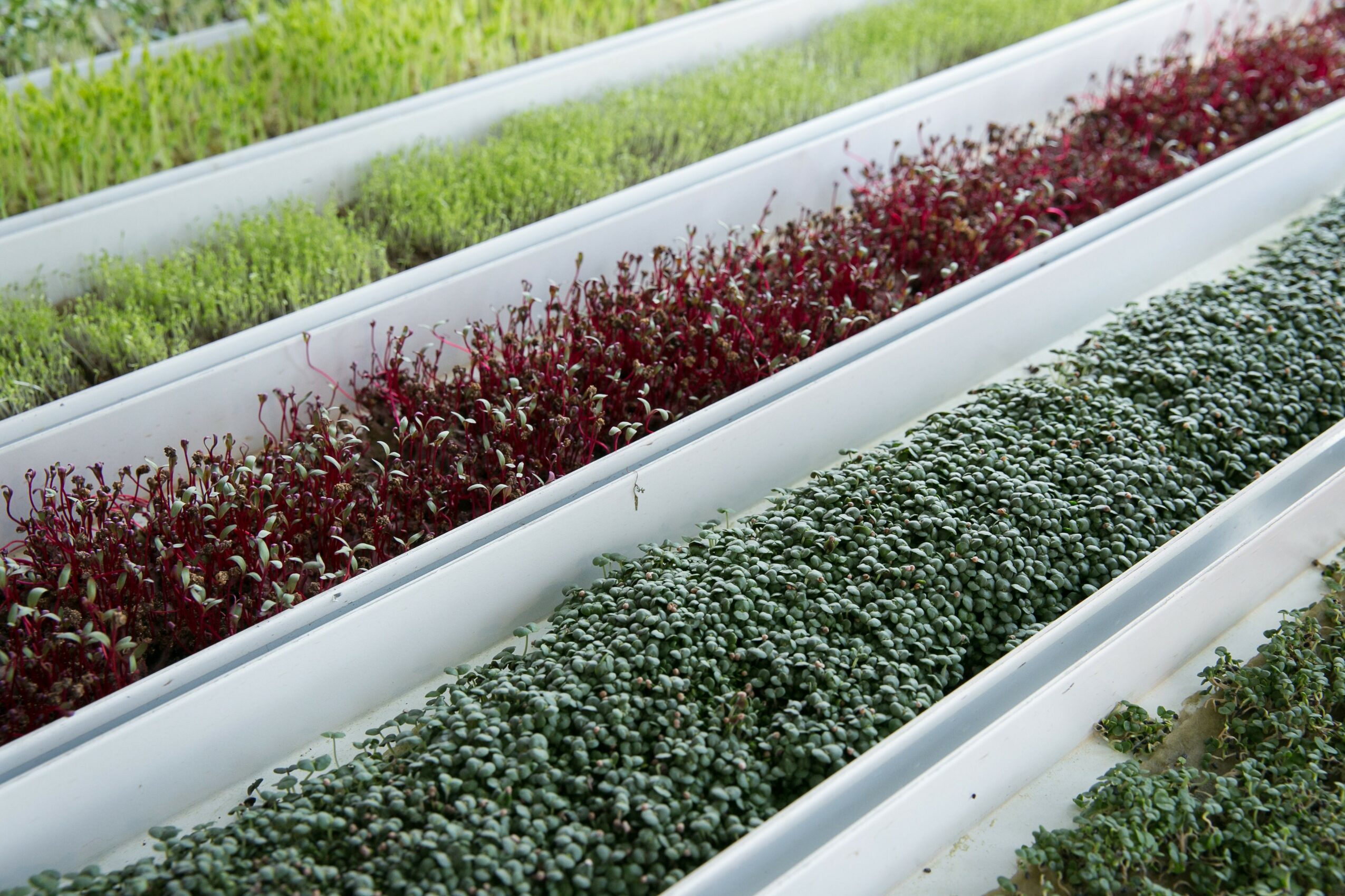Multiple white planter boxes with green, red, and gray plants arranged in rows outdoors.