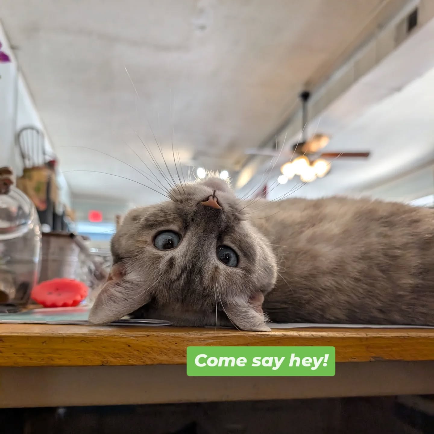 Gray cat lying upside down on a wooden surface, looking at the camera with wide eyes, with a green text overlay saying 'Come say hey!'.