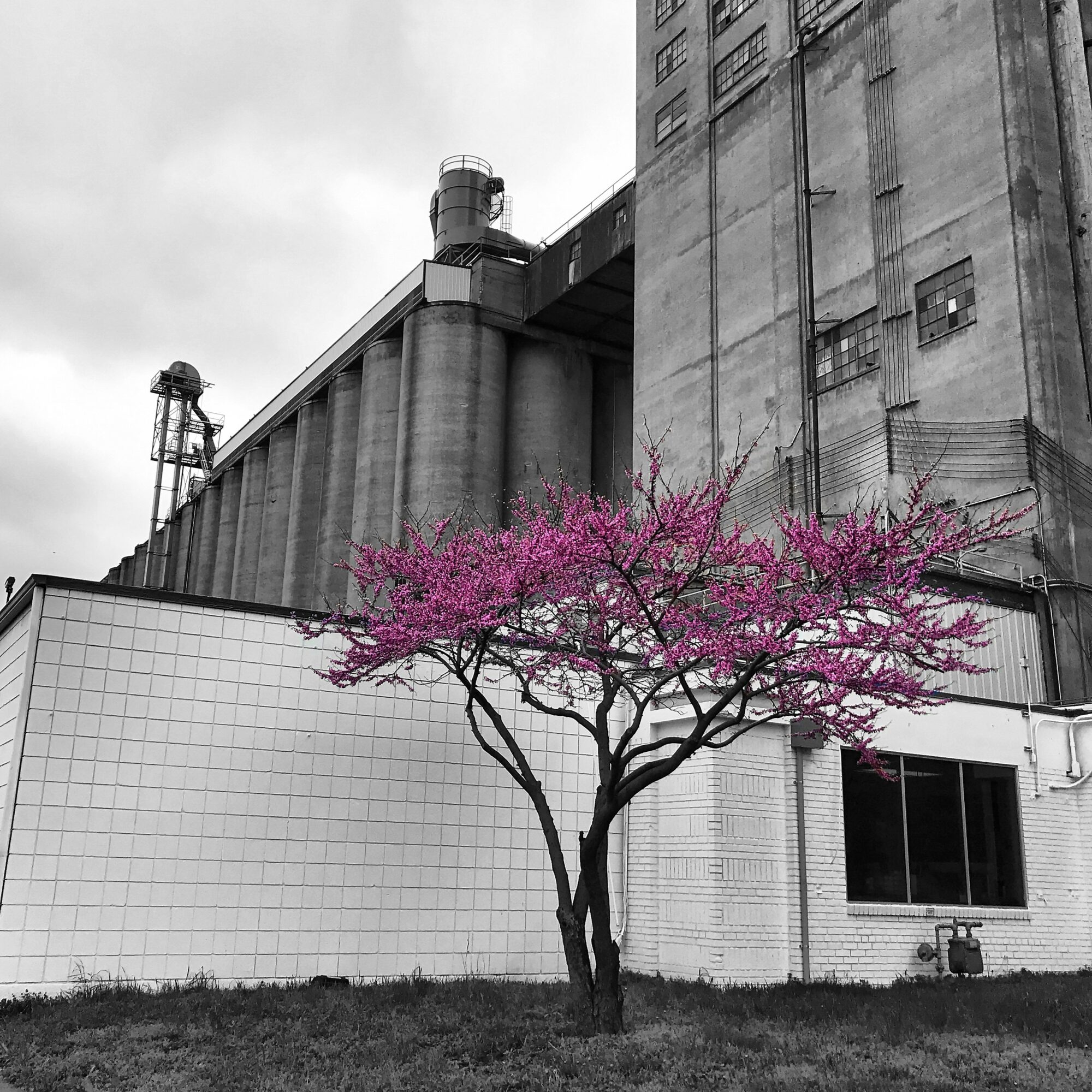 A pink flowering tree in front of an industrial building with concrete silos, black and white background, and a grassy area.