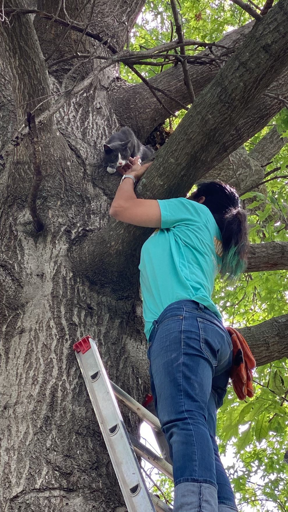 Person climbing a tree, reaching towards a raccoon, with green leaves and tree branches in the background.