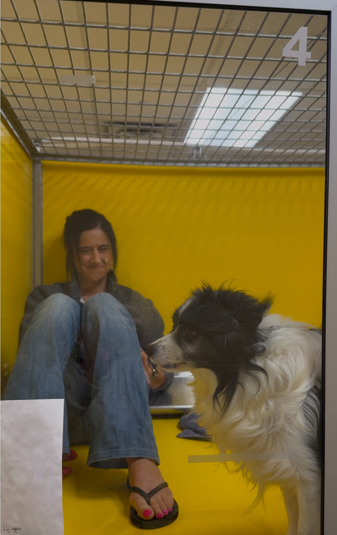Person sitting in a yellow enclosure with a black and white dog, both facing each other, ceiling grid visible.