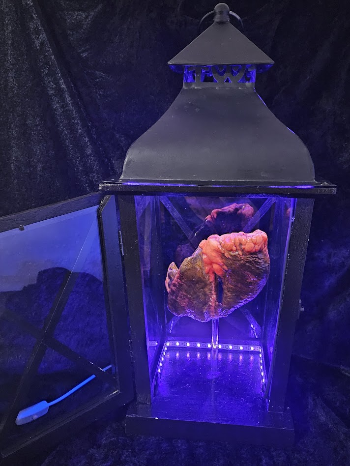 Glass display case with a large, colorful coral inside, illuminated by blue and purple lights, against a dark background.
