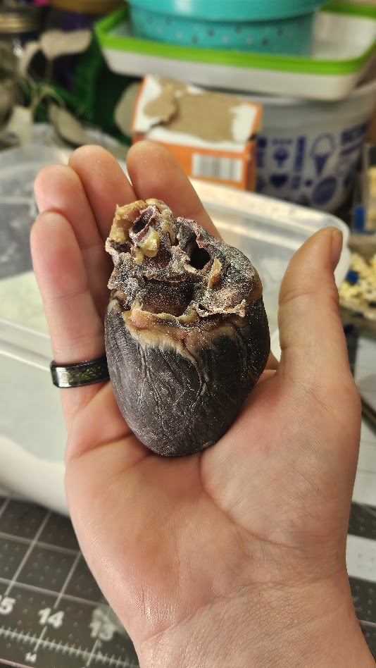 Hand holding a dark, irregularly shaped object with a rough, textured surface and a yellowish interior.