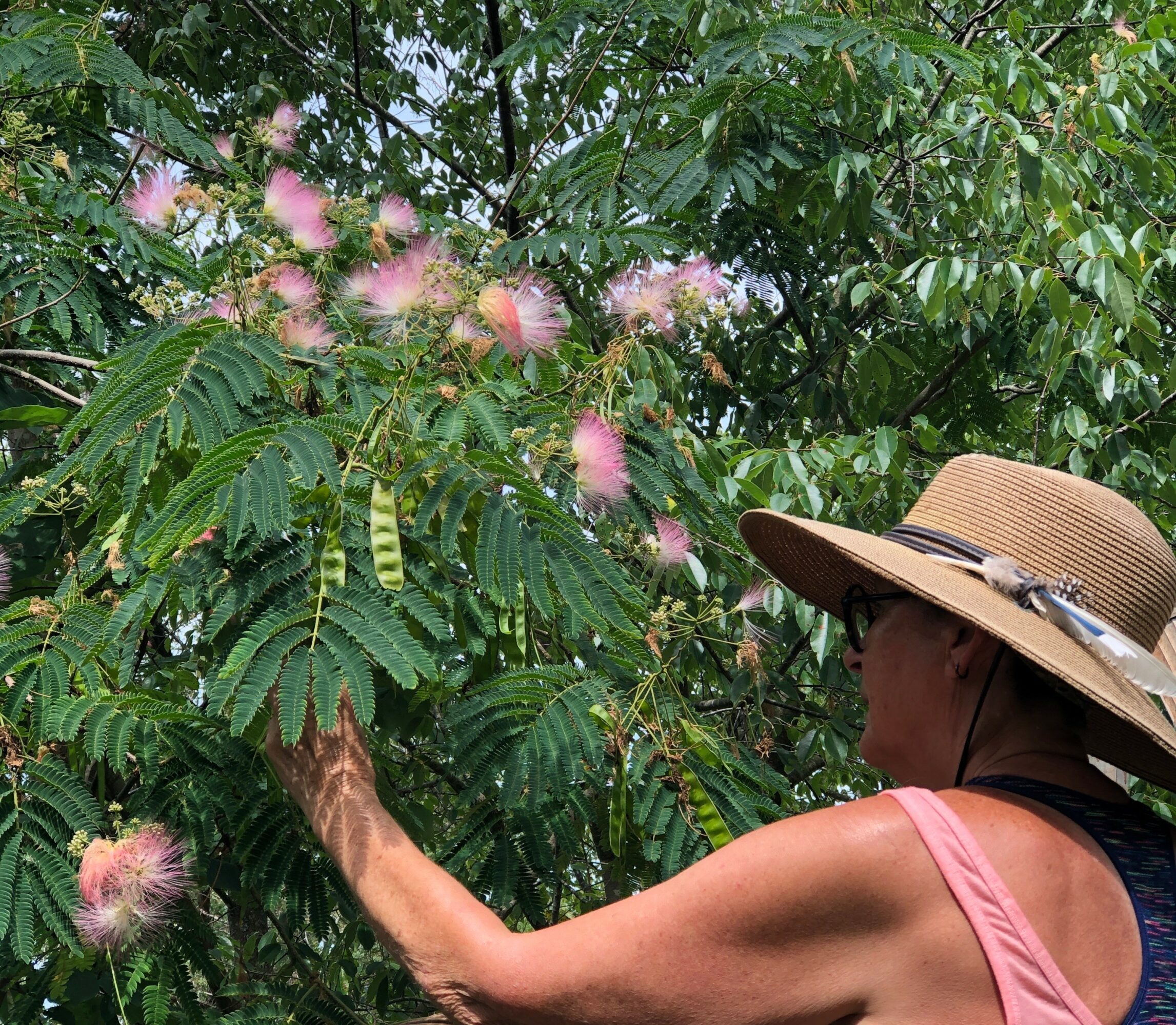 Person wearing a wide-brimmed hat and pink sleeveless top reaching for pink fluffy flowers on a green leafy plant.