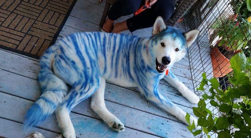 Dog with blue and white striped fur lying on wooden deck, looking at camera, surrounded by plants and a metal fence.